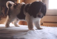 Klicken, um das Bild zu vergr��ern.